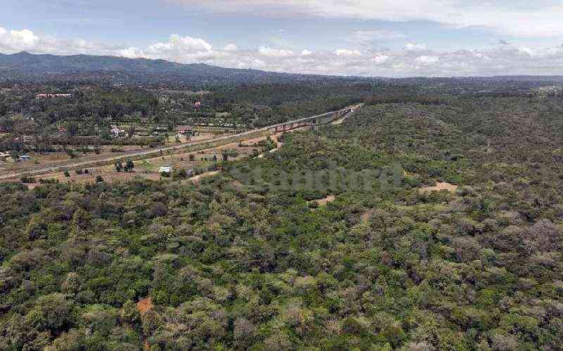 Tree planting drive