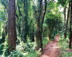 Kenya’s forests under siege as development pressure mounts