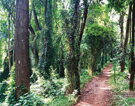 Kenya’s forests under siege as development pressure mounts