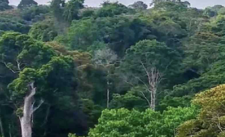 Judiciary has a critical role in protection of our environment
