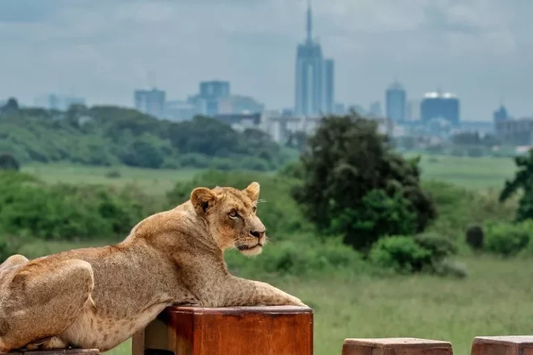 Nairobi National Park at risk as court ruling delays anger lobby